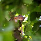 Eichhörnchen zu Besuch (II)