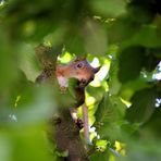 Eichhörnchen zu Besuch (II)