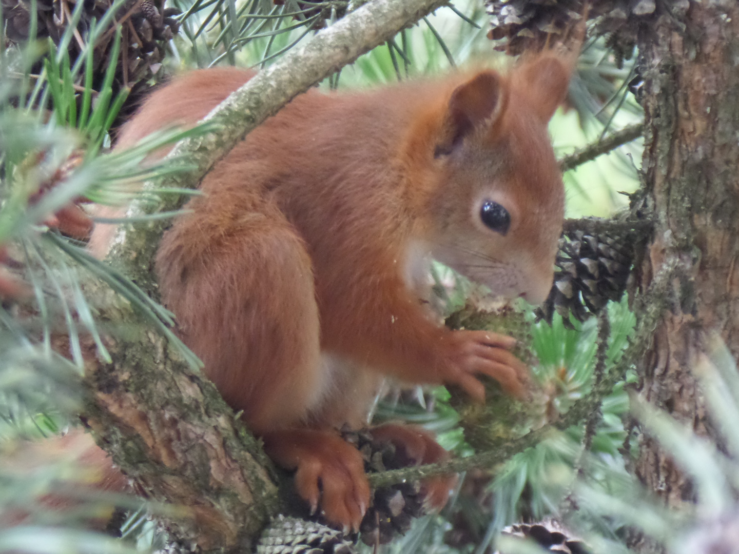Eichhörnchen zu Besuch in der Kiefer direkt a. Balkon13