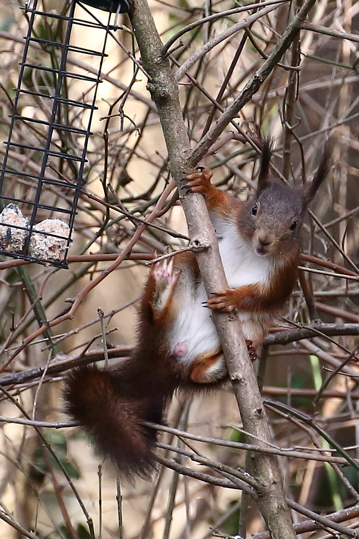 Eichhörnchen zum 3.