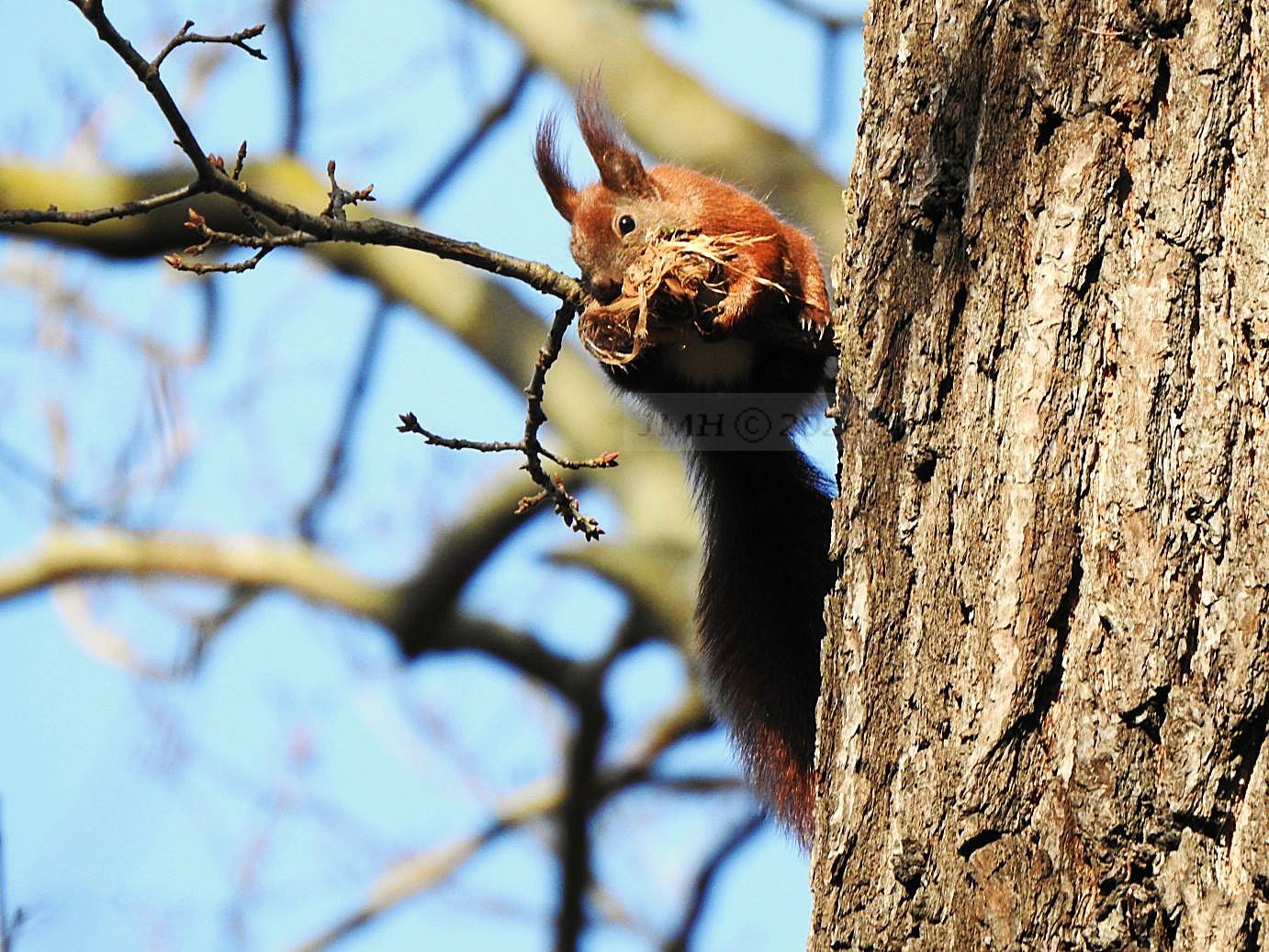 Eichhörnchen zum Nestbau