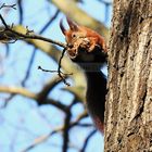 Eichhörnchen zum Nestbau