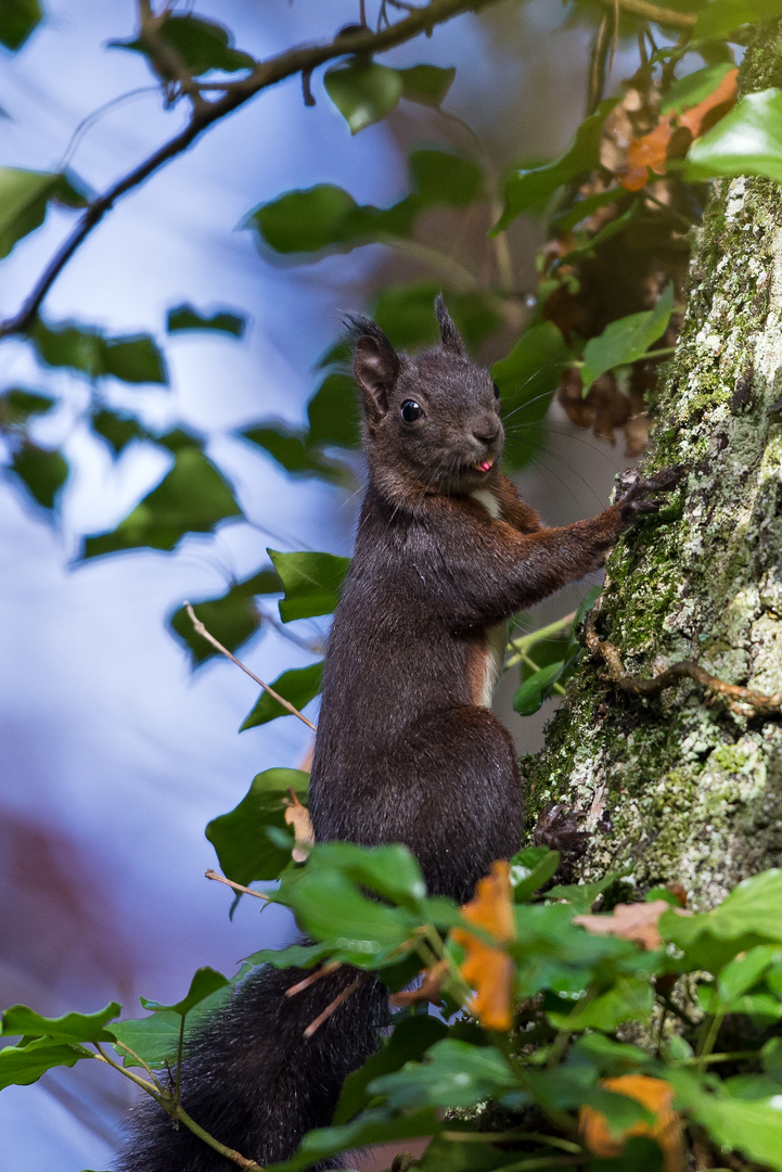 Eichhörnchen zum zweiten...