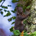 Eichhörnchen zum zweiten...