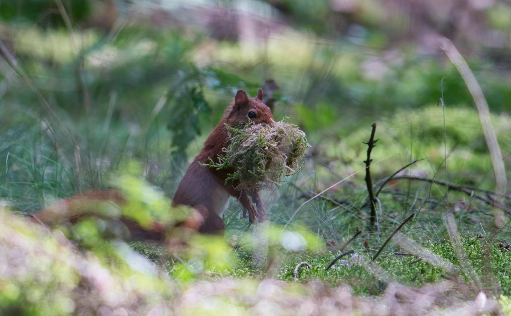 Eichhörnchen_004