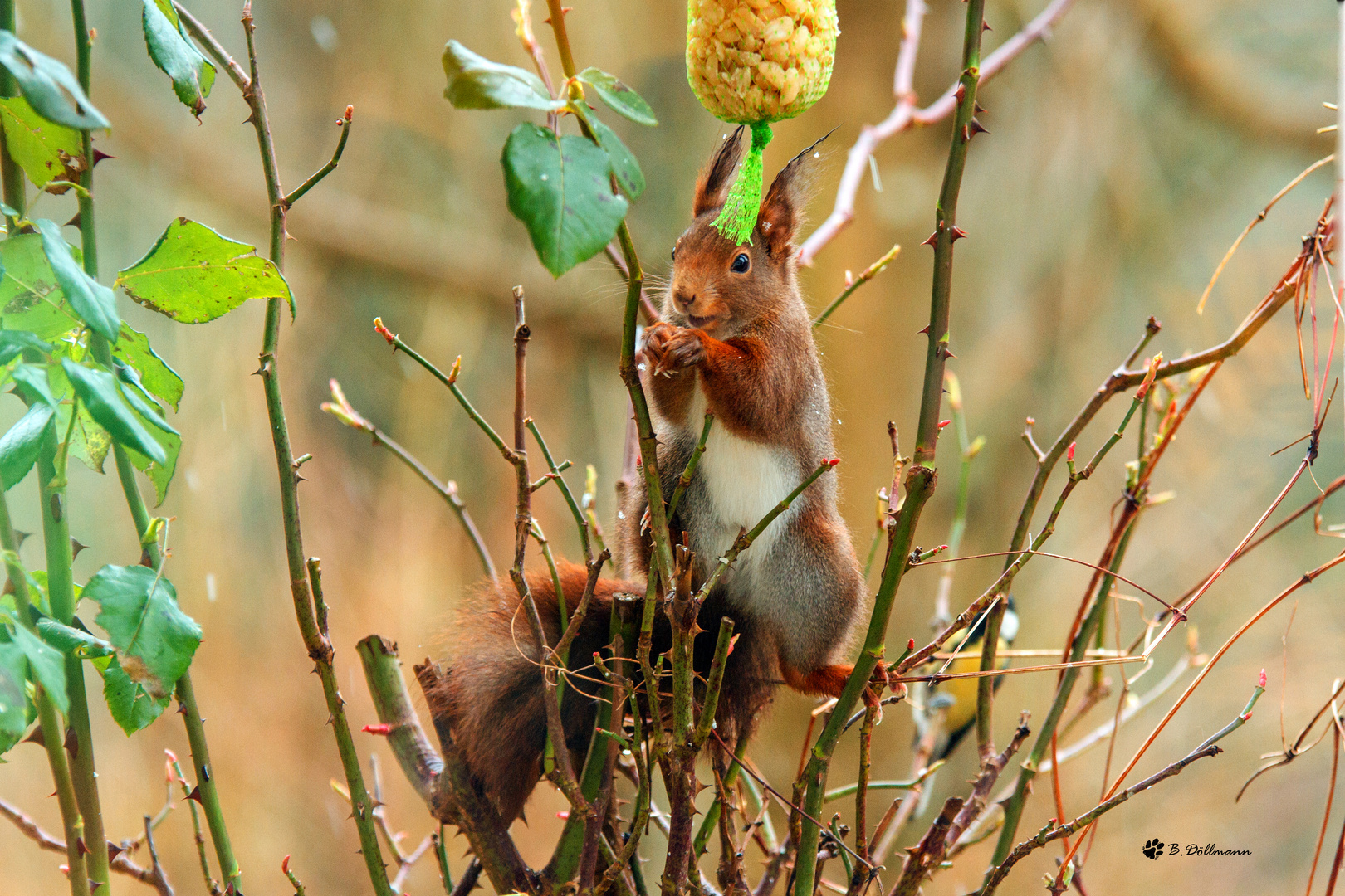 Eichhörnchen1