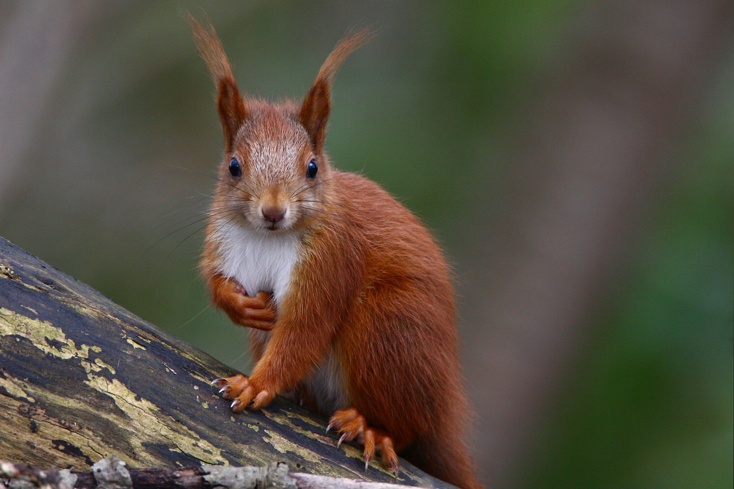 Eichhörnchen1