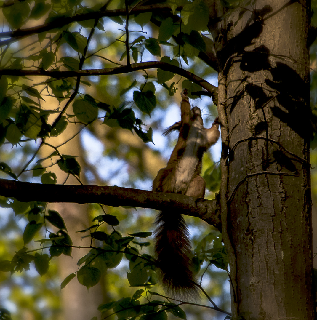 Eichhörnchen1