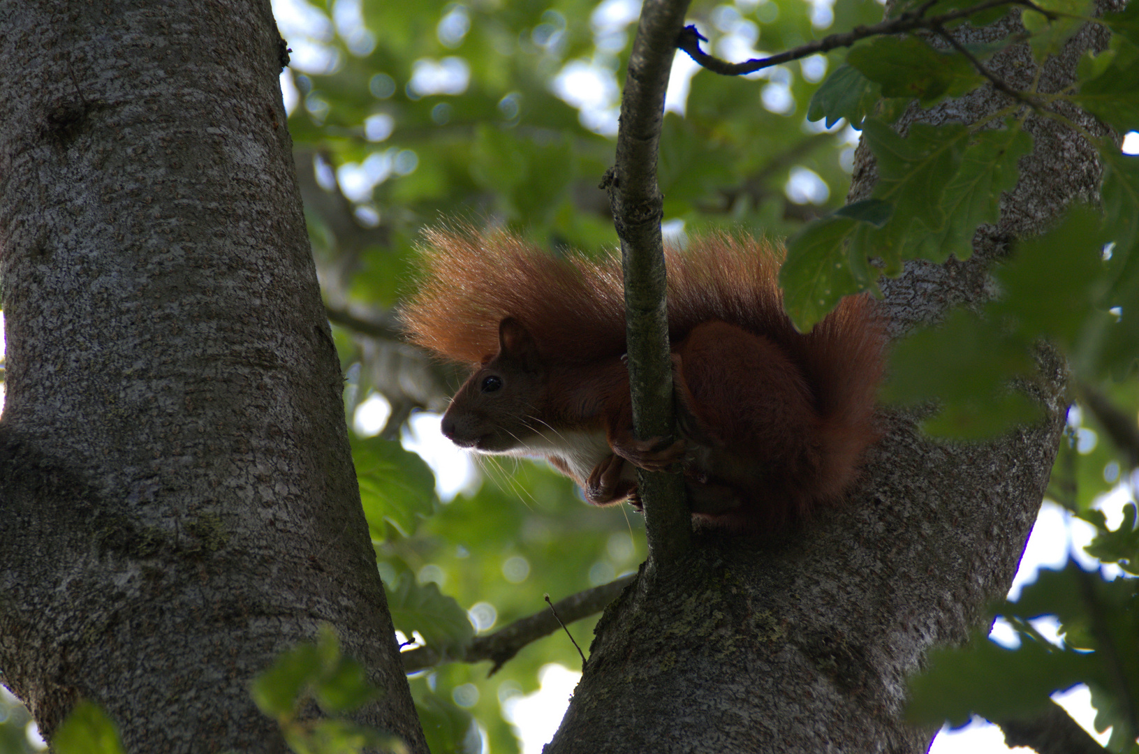 Eichhörnchen_1