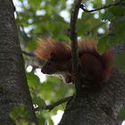 Eichhörnchen_1