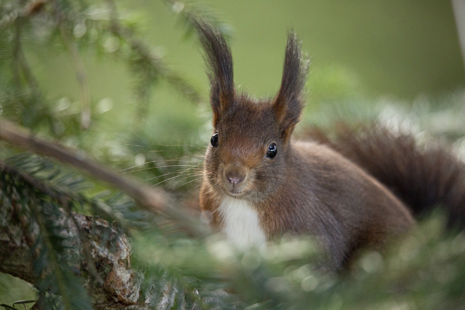 Eichhörnchen#1