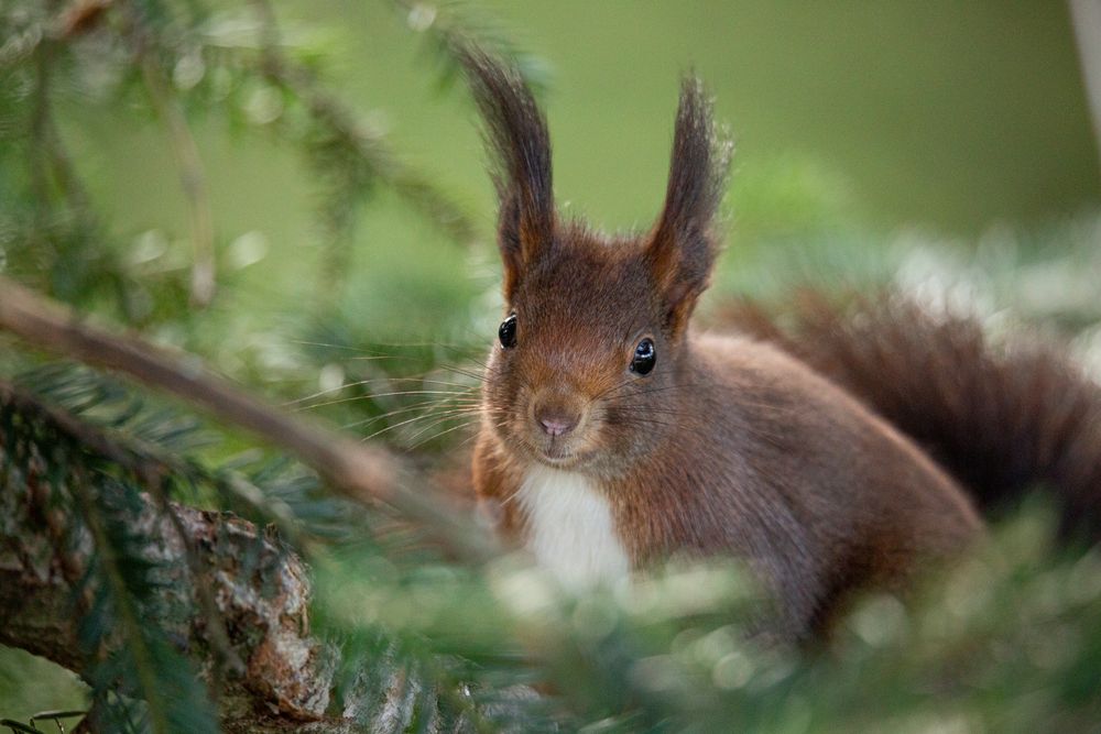 Eichhörnchen#1