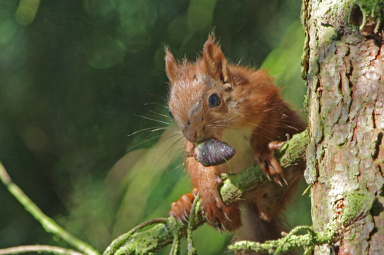 Eichhörnchen1