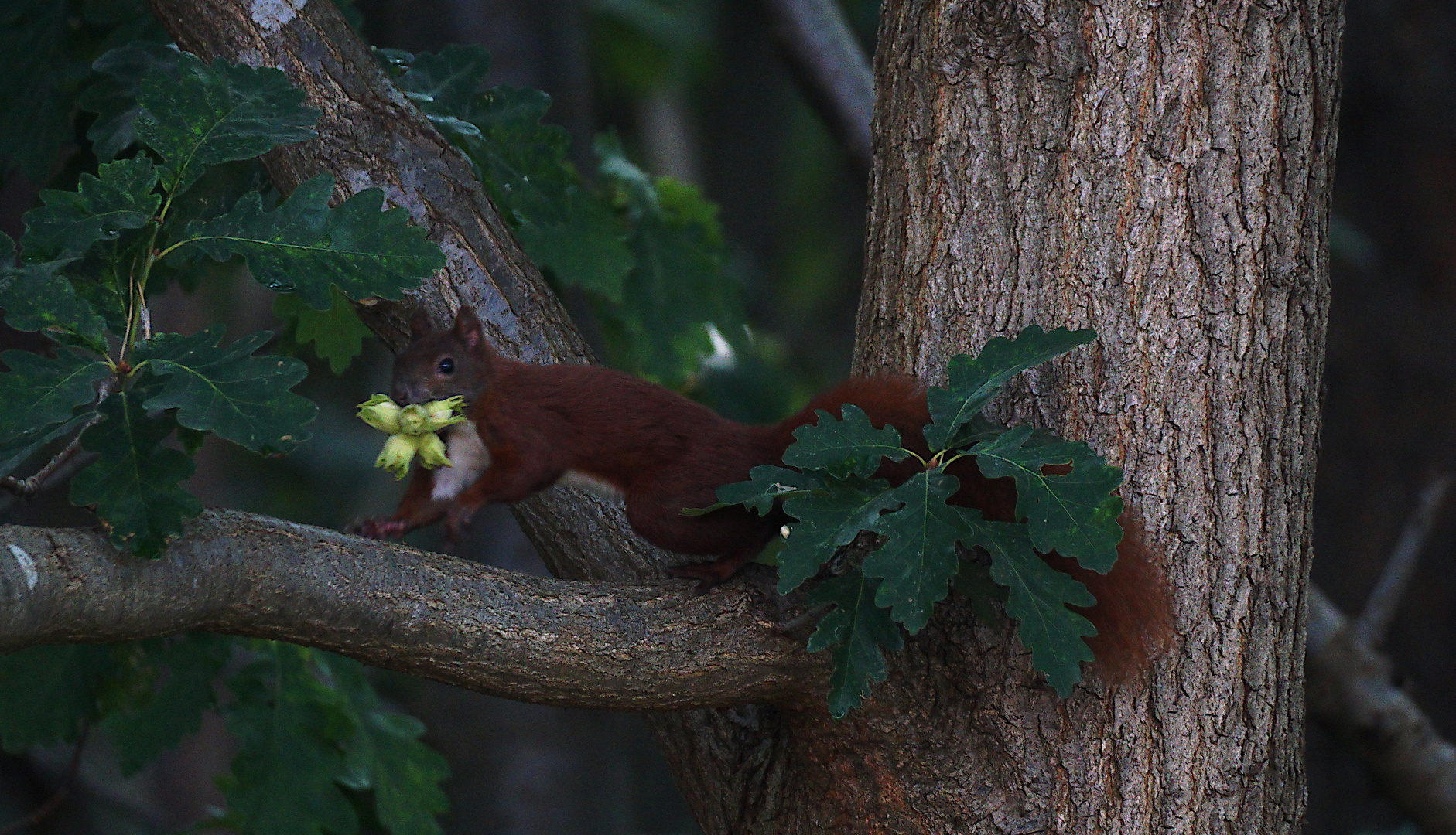 Eichhörnchen_1