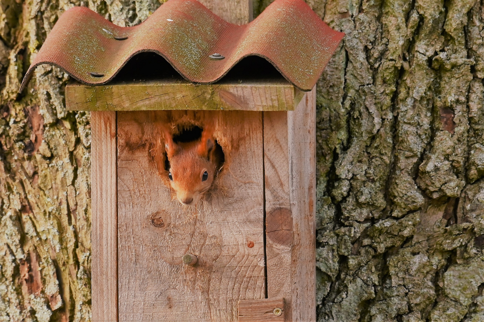 Eichhörnchen_1