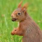 Eichhörnchen_2