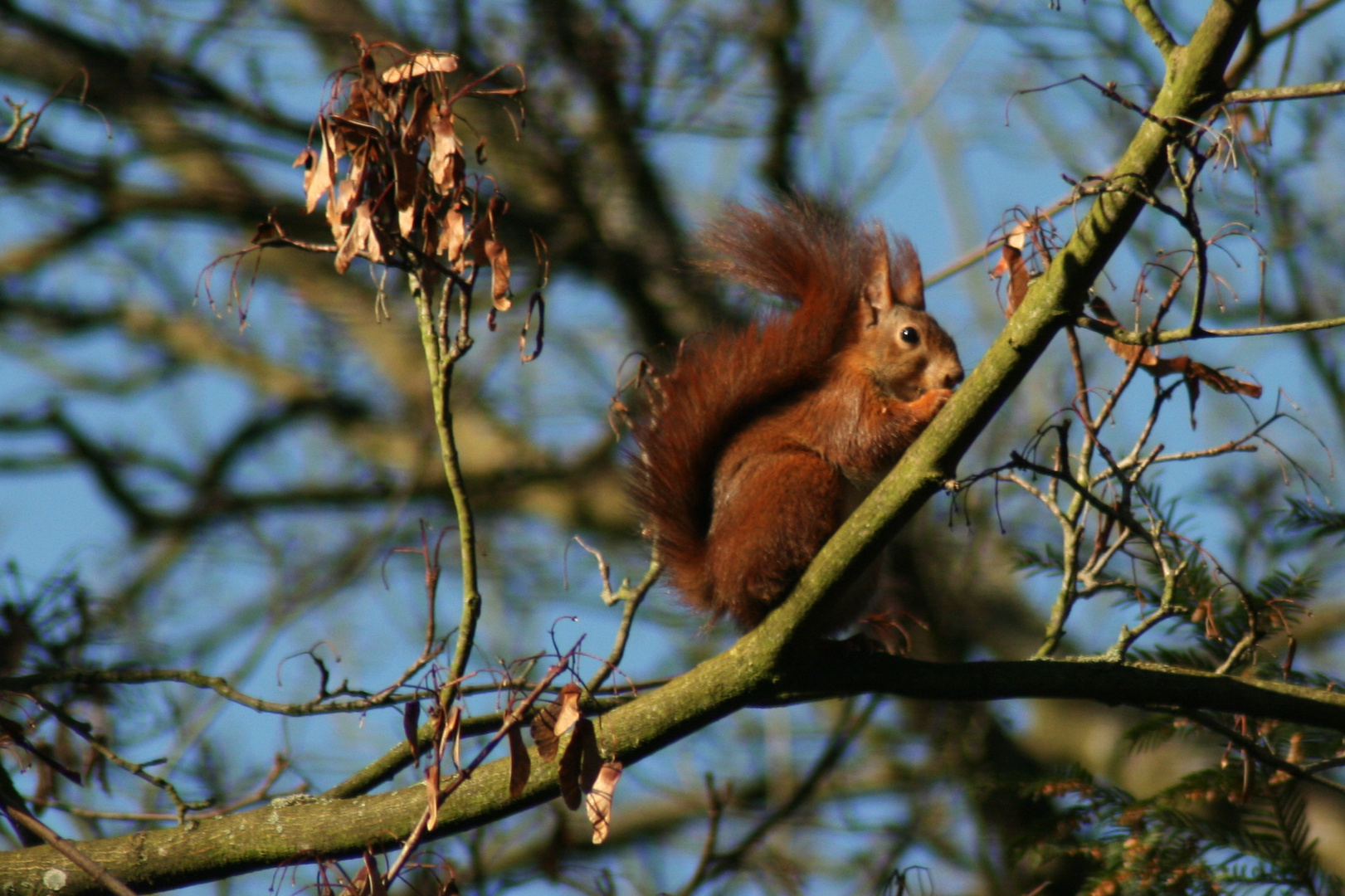 Eichhörnchen2