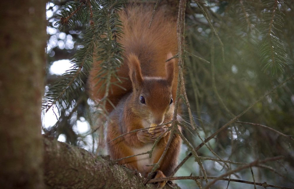 Eichhörnchen2