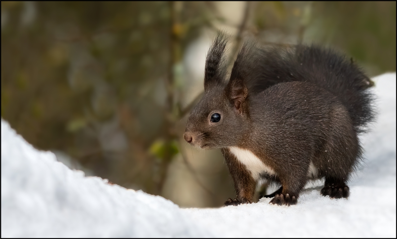 Eichhörnchen2