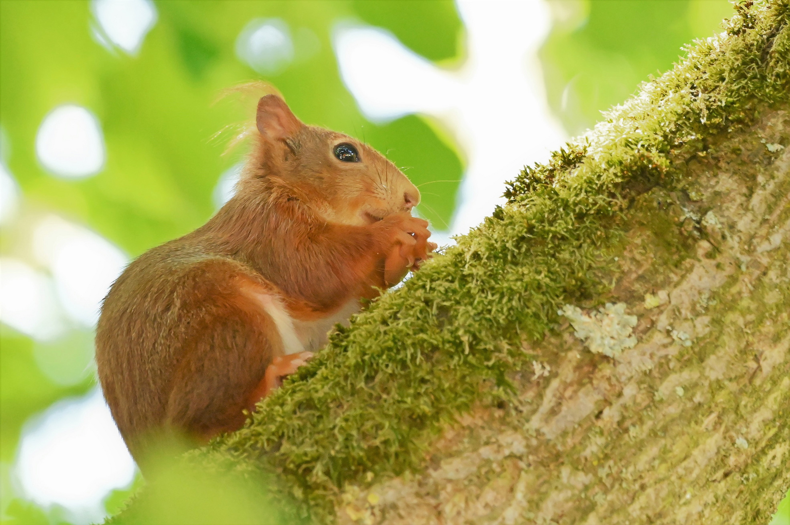 Eichhörnchen_2