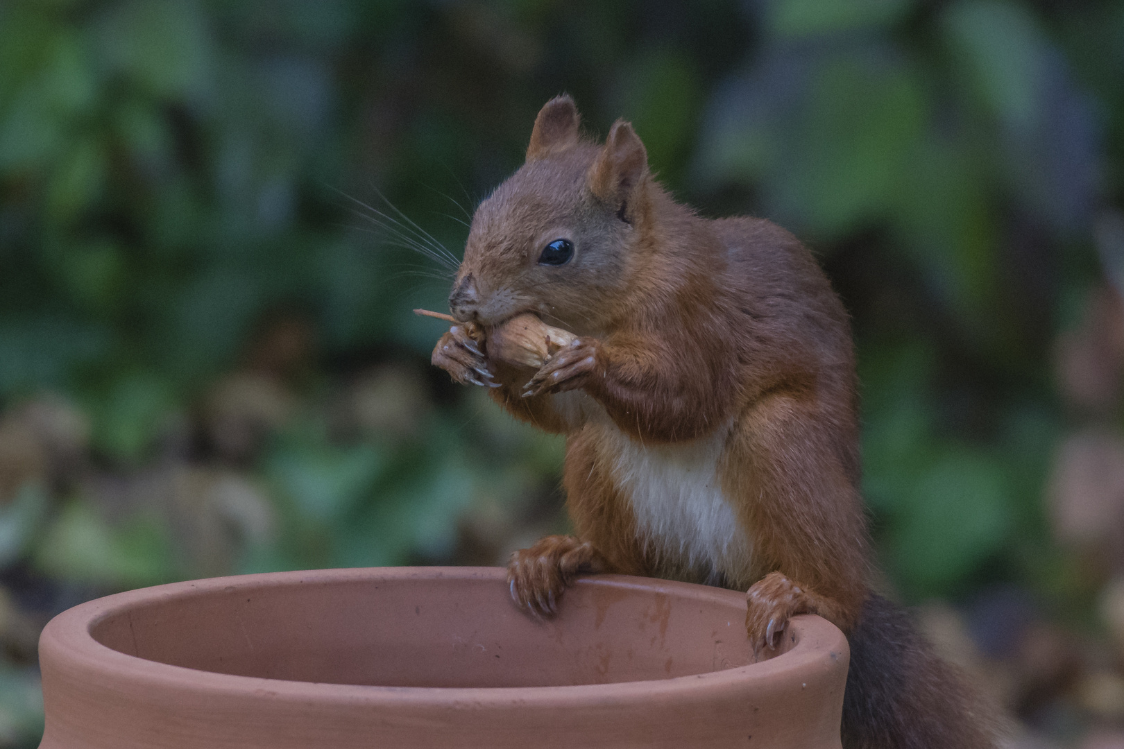 Eichhörnchen_23.09.2019