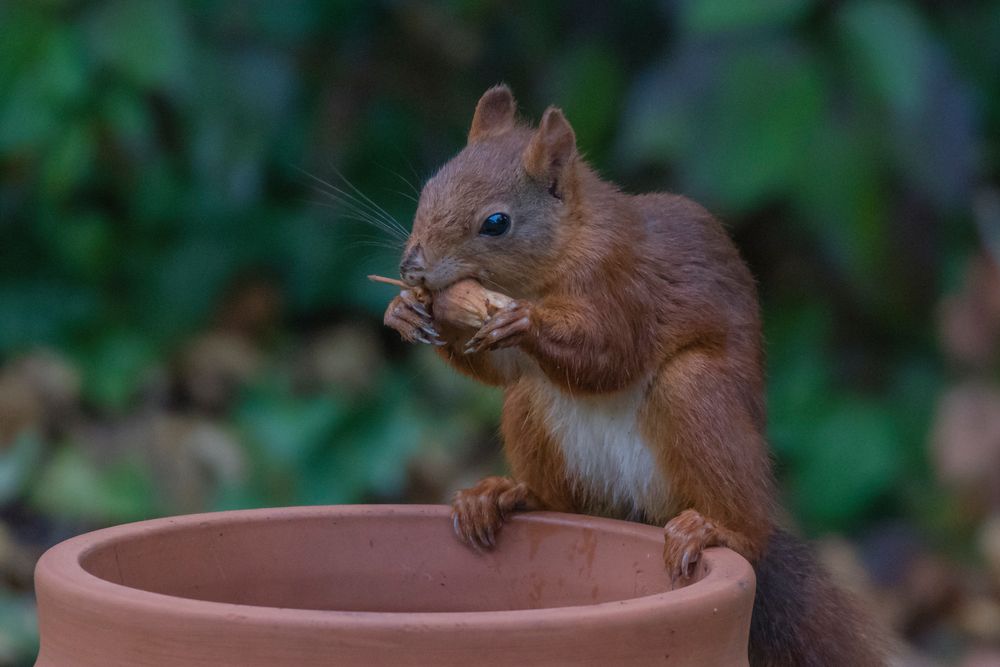 Eichhörnchen_23.09.2019