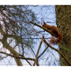 Eichhörnchen4 (4 von 4)