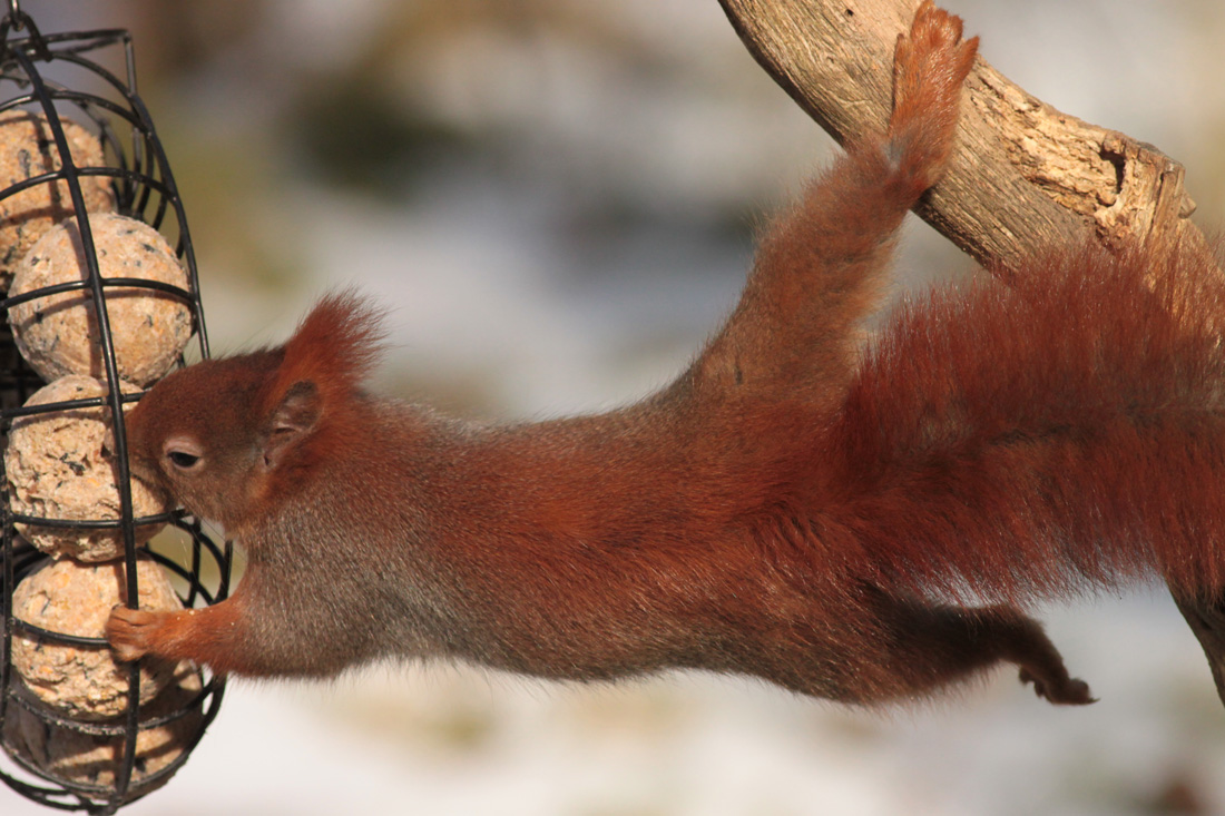 Eichhörnchen_akrobatisch