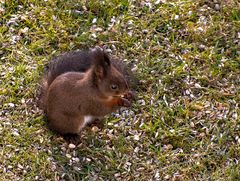 Eichhörnchenalarm im Garten...