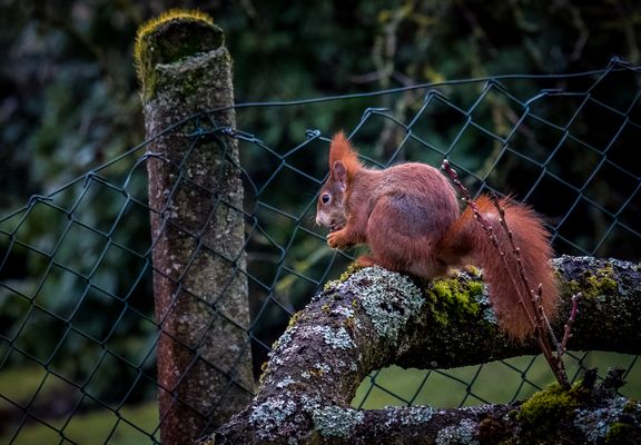 Eichhörnchenbesuch