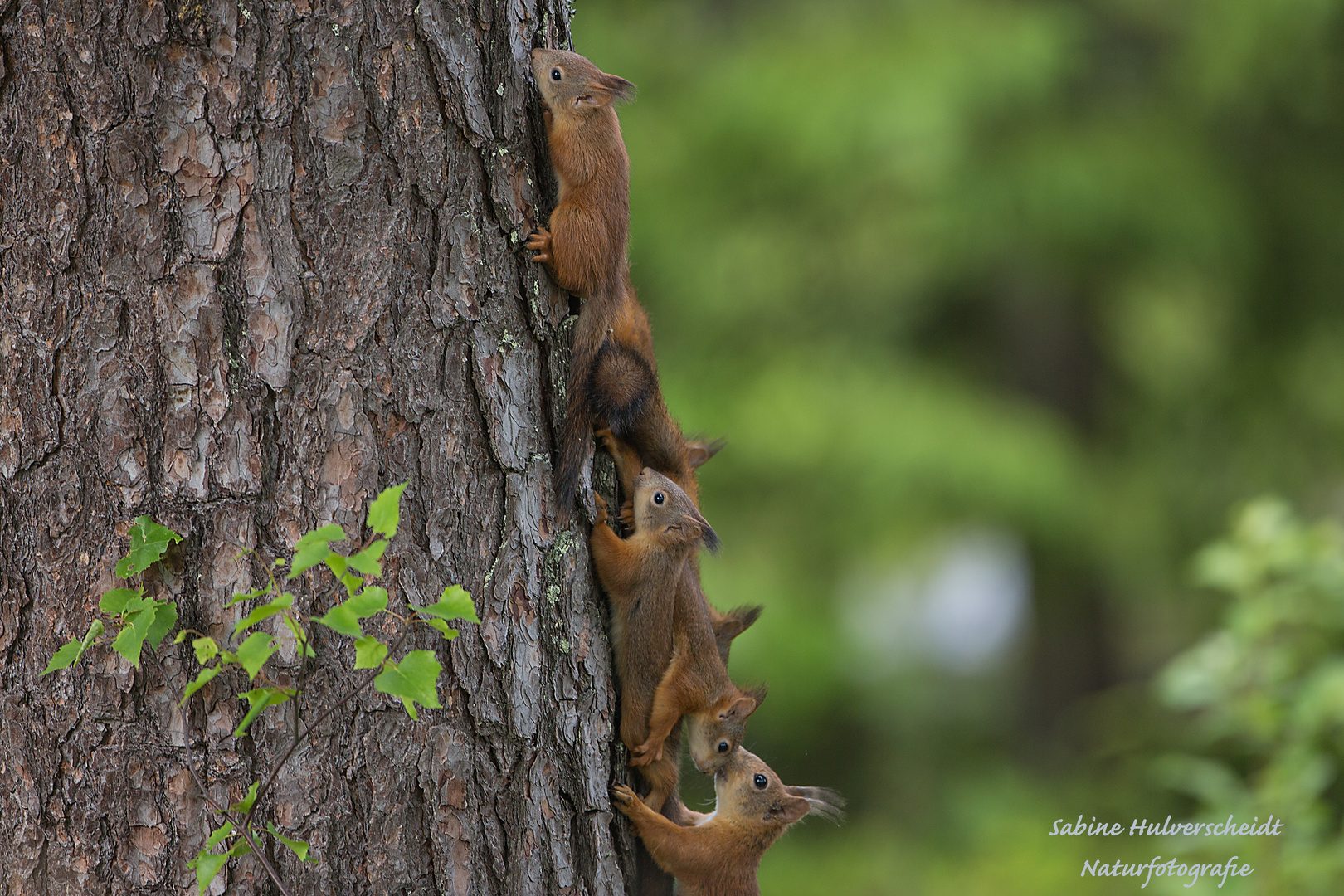 Eichhörnchenfamilie