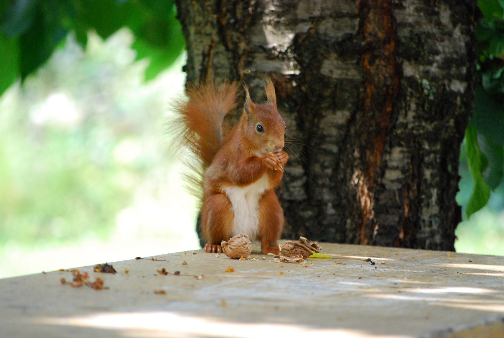 Eichhoernchen_Garten1