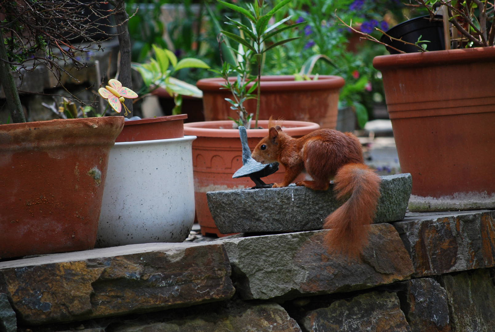 Eichhoernchen_Garten2