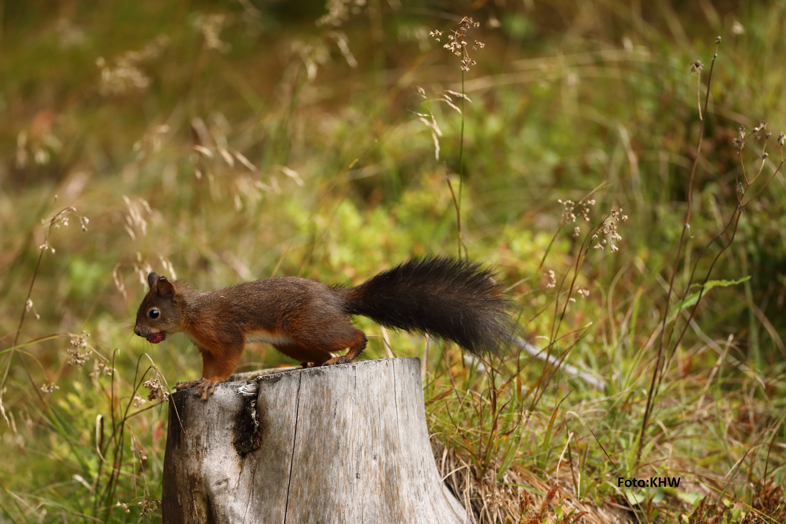 Eichhörnchen_Himbeere_899A3600 - Kopie