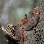 Eichhörnchenkinder vor dem Nest