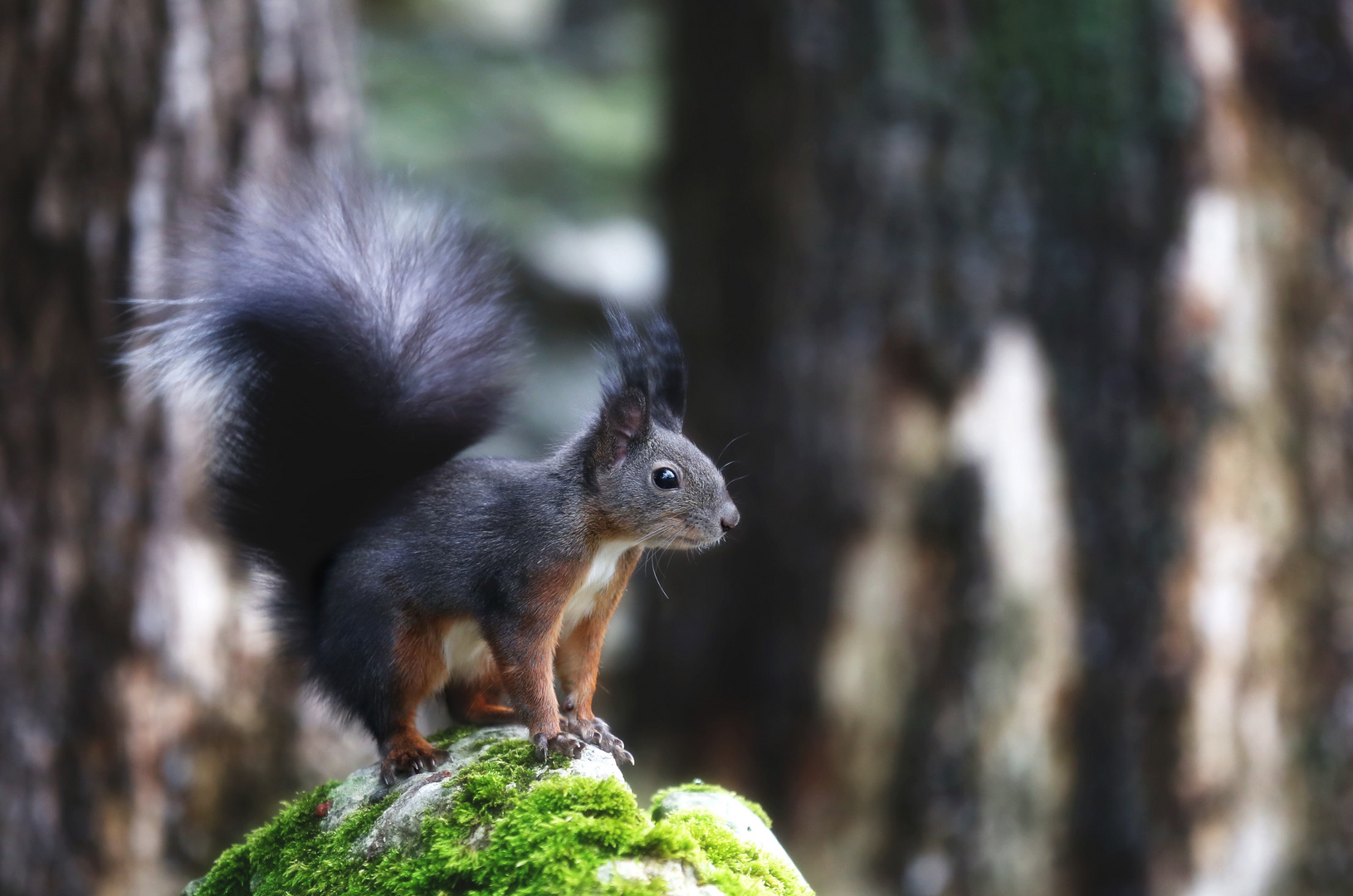 Eichhörnchen_n