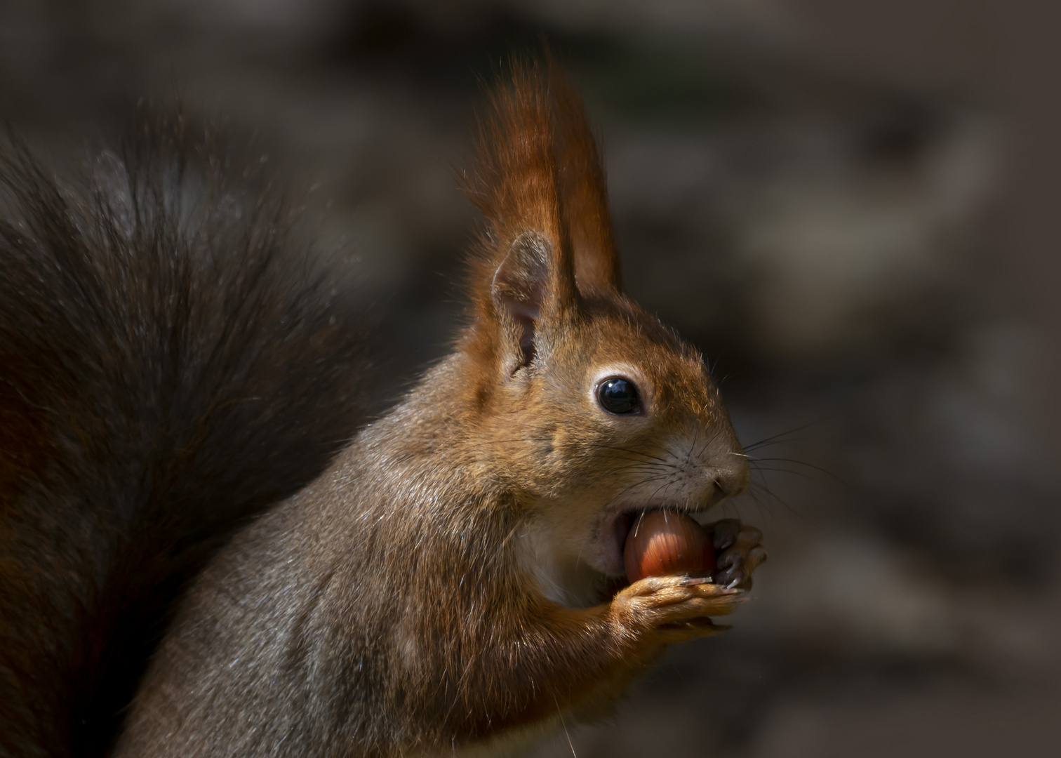 Eichhörnchenportrait