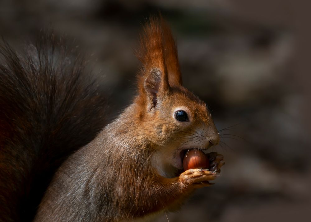 Eichhörnchenportrait