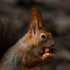 Eichhörnchenportrait