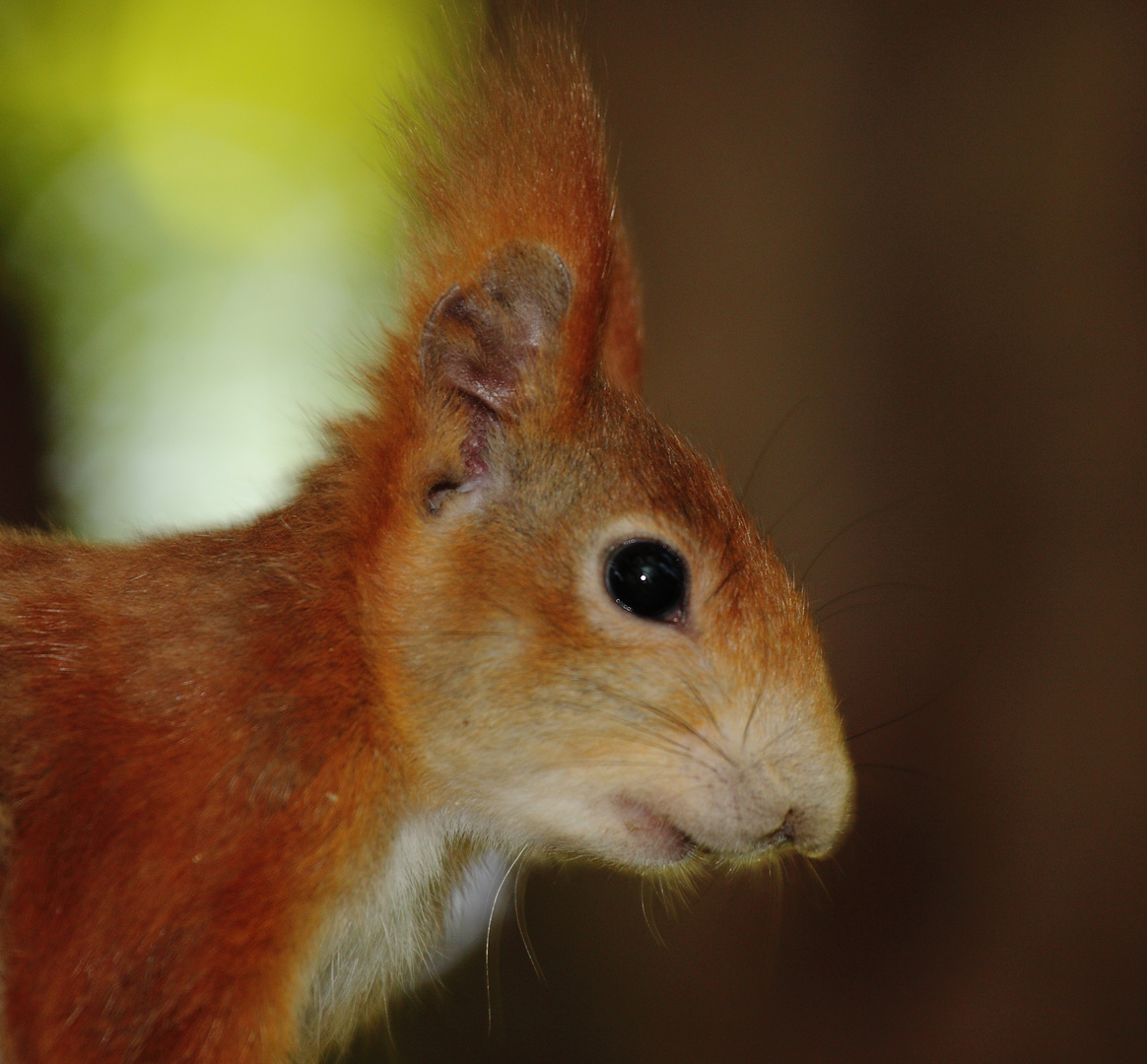 Eichhörnchenportrait 2