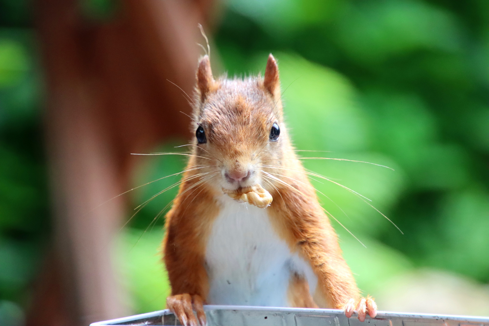 Eichhörnchenportrait