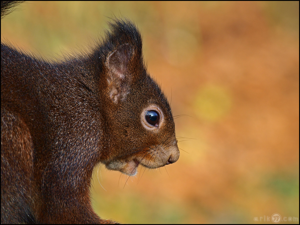 Eichhörnchenportrait