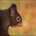 Eichhörnchenportrait