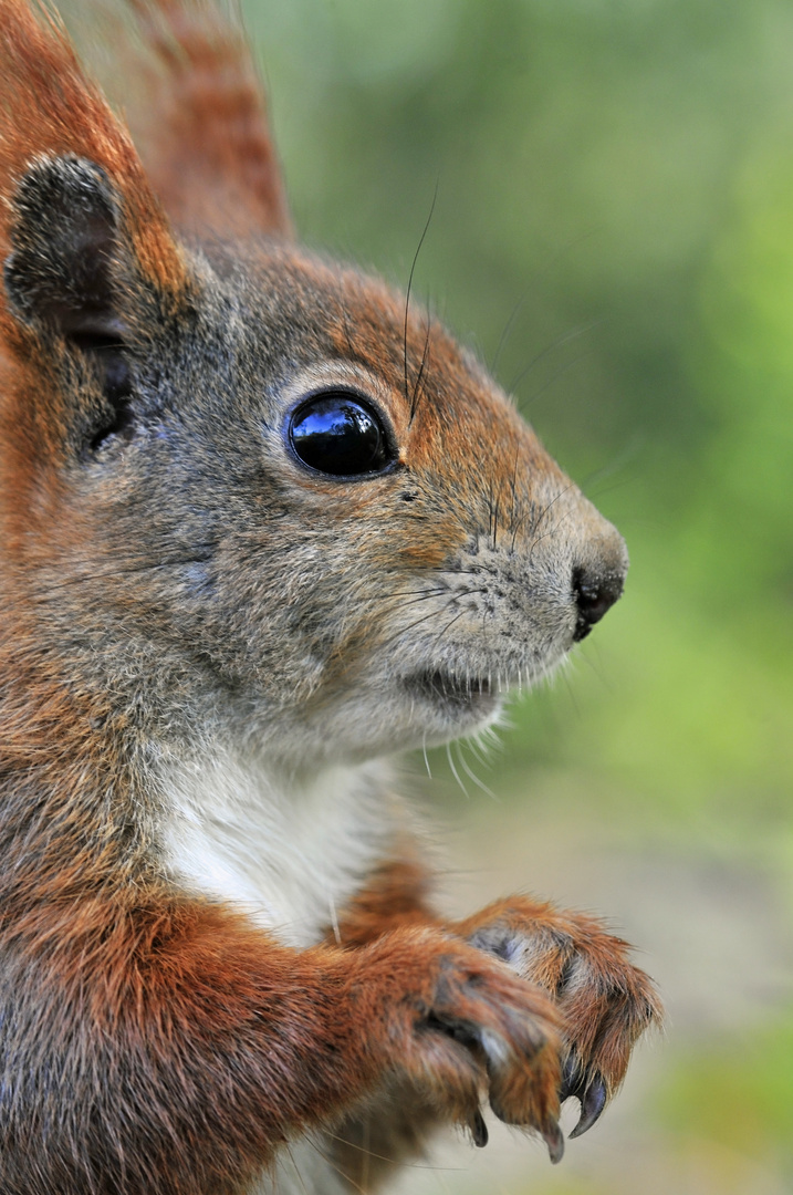 Eichhörnchenportrait