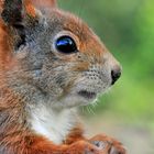 Eichhörnchenportrait