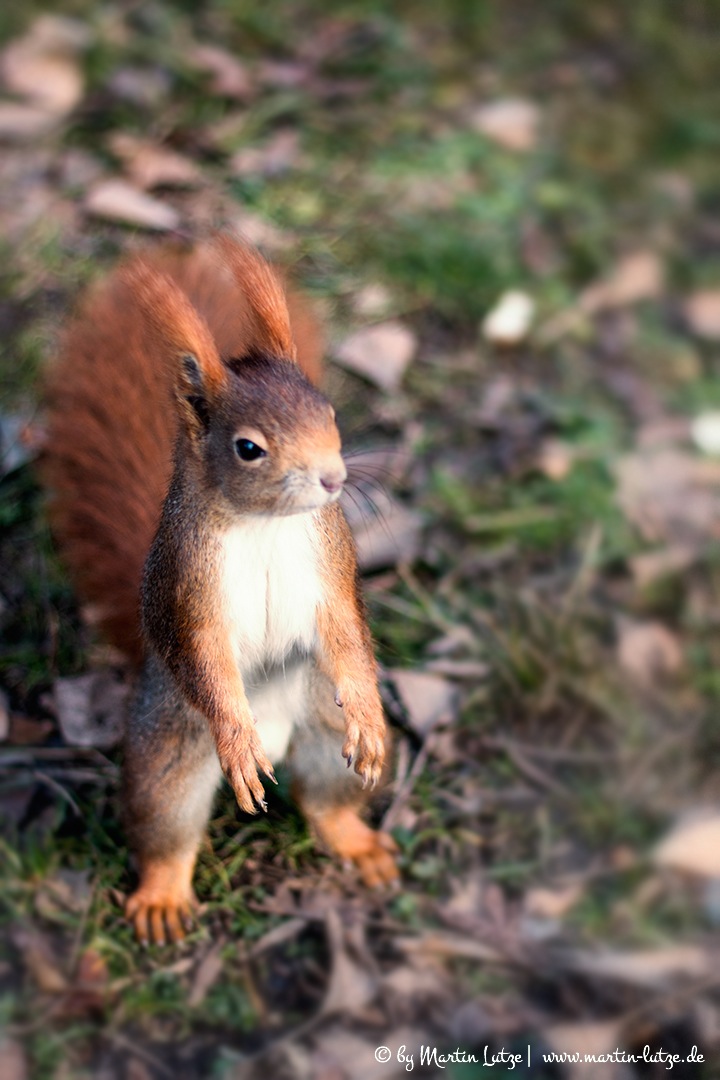 Eichhörnchenposing