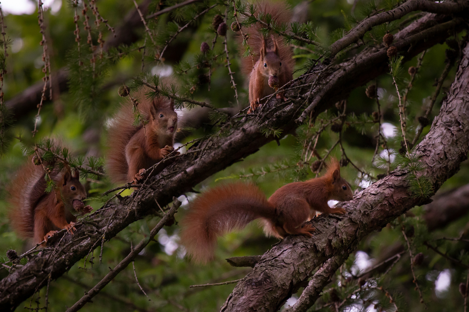 Eichhörnchenquartett