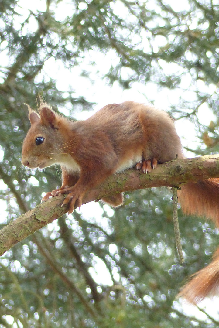 Eichhörnchens Ausguck