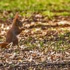 Eichhörnchen's Bodeneinsatz