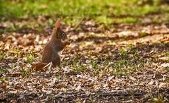 Eichhörnchen's Bodeneinsatz